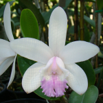 Cattleya intermedia